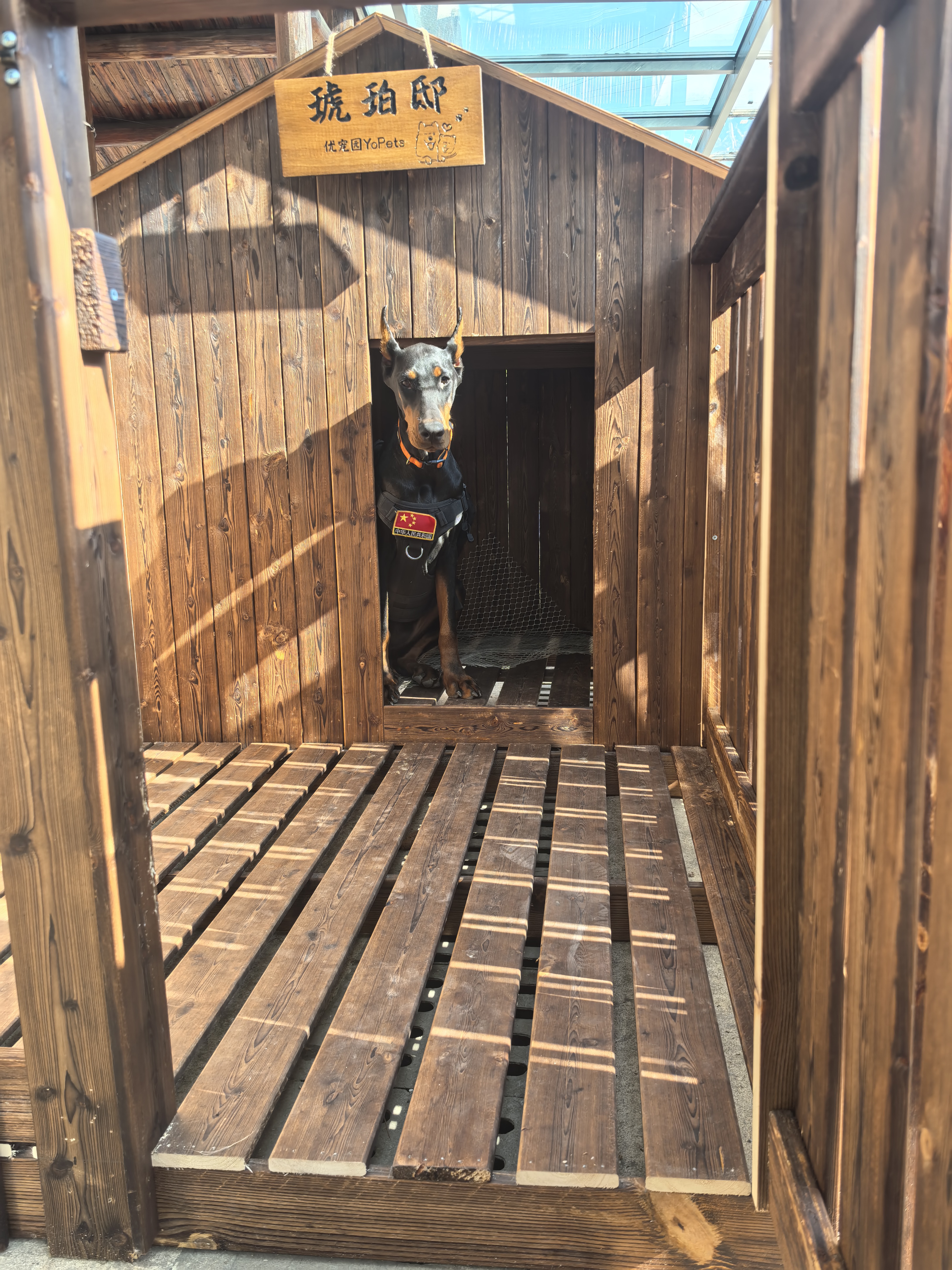 双血统带出生纸+芯片+追踪器+信息牌